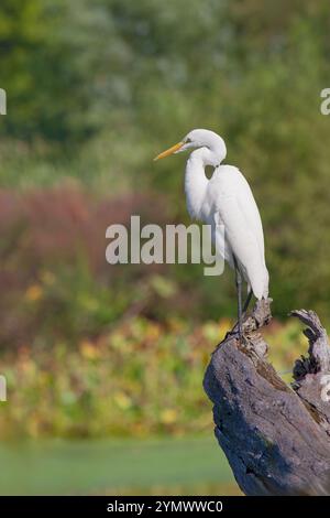 Une grande aigrette blanche surplombe une baie colorée en automne tout en se tenant debout sur une souche d'arbre tombée. Banque D'Images