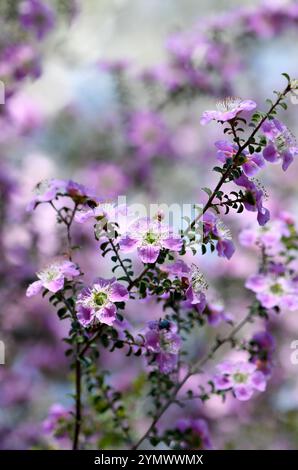 Fleurs roses de l'arbre à thé à feuilles rondes originaire d'Australie, Leptospermum rotundifolium Julie Ann, famille des Myrtacées. Endémique de la région de Jervis Bay, Nouvelle-Galles du Sud Banque D'Images