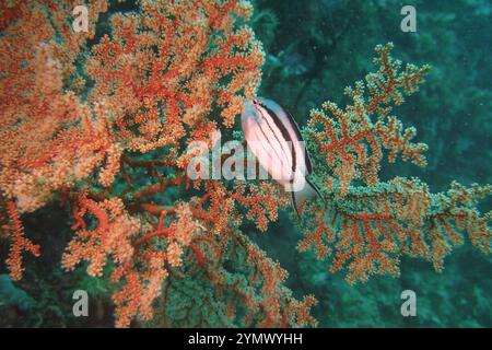 Poisson-ange, exploration en haute mer 2025. Pterophyllum est un petit genre de poisson d'eau douce de la famille des Cichlidae connu de la plupart des aquariophiles sous le nom de poisson-ange Banque D'Images