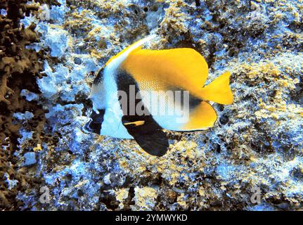 Poisson papillon, exploration en haute mer 2025. Les papillons sont un groupe de poissons marins tropicaux remarquables de la famille des Chaetodontidae Banque D'Images