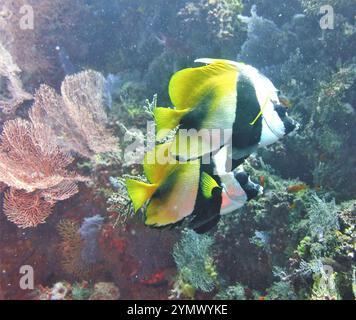 Poisson papillon, exploration en haute mer 2025. Les papillons sont un groupe de poissons marins tropicaux remarquables de la famille des Chaetodontidae Banque D'Images