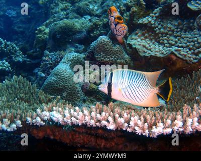 Poisson papillon, exploration en haute mer 2025. Les papillons sont un groupe de poissons marins tropicaux remarquables de la famille des Chaetodontidae Banque D'Images