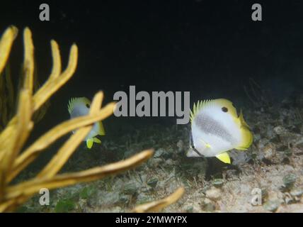 Poisson papillon, exploration en haute mer 2025. Les papillons sont un groupe de poissons marins tropicaux remarquables de la famille des Chaetodontidae Banque D'Images