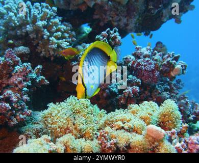 Poisson papillon, exploration en haute mer 2025. Les papillons sont un groupe de poissons marins tropicaux remarquables de la famille des Chaetodontidae Banque D'Images