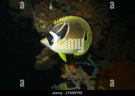 Poisson papillon, exploration en haute mer 2025. Les papillons sont un groupe de poissons marins tropicaux remarquables de la famille des Chaetodontidae Banque D'Images