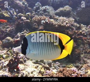 Poisson papillon, exploration en haute mer 2025. Les papillons sont un groupe de poissons marins tropicaux remarquables de la famille des Chaetodontidae Banque D'Images