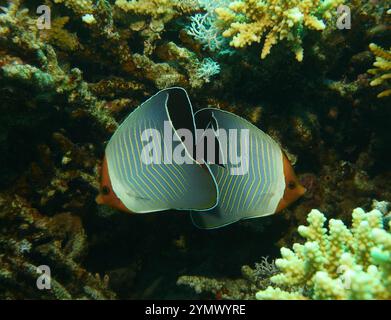 Poisson papillon, exploration en haute mer 2025. Les papillons sont un groupe de poissons marins tropicaux remarquables de la famille des Chaetodontidae Banque D'Images