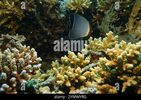 Poisson papillon, exploration en haute mer 2025. Les papillons sont un groupe de poissons marins tropicaux remarquables de la famille des Chaetodontidae Banque D'Images