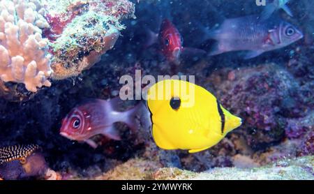 Poisson papillon, exploration en haute mer 2025. Les papillons sont un groupe de poissons marins tropicaux remarquables de la famille des Chaetodontidae Banque D'Images