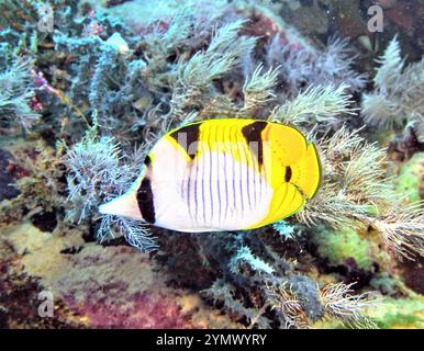 Poisson papillon, exploration en haute mer 2025. Les papillons sont un groupe de poissons marins tropicaux remarquables de la famille des Chaetodontidae Banque D'Images