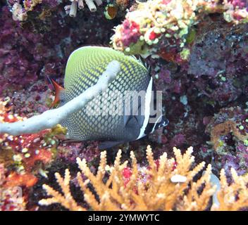 Poisson papillon, exploration en haute mer 2025. Les papillons sont un groupe de poissons marins tropicaux remarquables de la famille des Chaetodontidae Banque D'Images