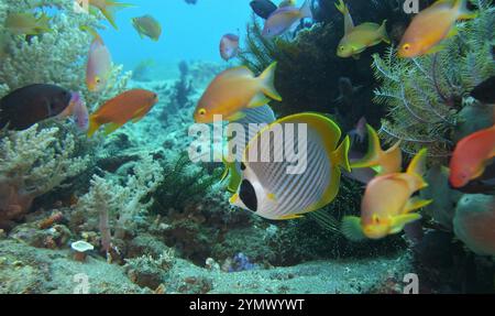 Poisson papillon, exploration en haute mer 2025. Les papillons sont un groupe de poissons marins tropicaux remarquables de la famille des Chaetodontidae Banque D'Images