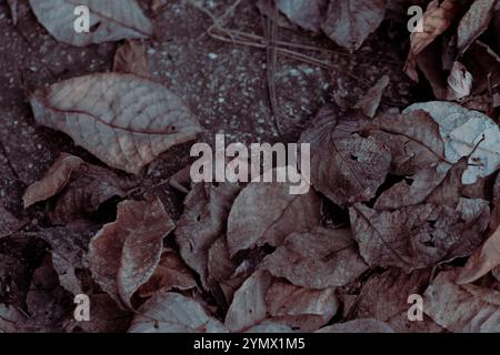 Une vue rapprochée des feuilles en automne, soulignant les motifs complexes et la pourriture organique Banque D'Images