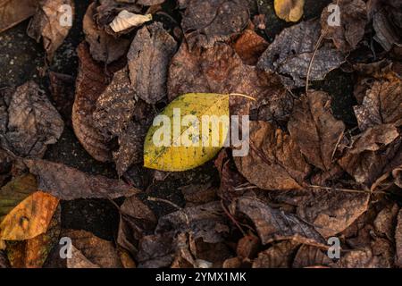 Formes et couleurs variées de feuilles capturées sur un lit forestier, mettant en valeur la diversité saisonnière Banque D'Images