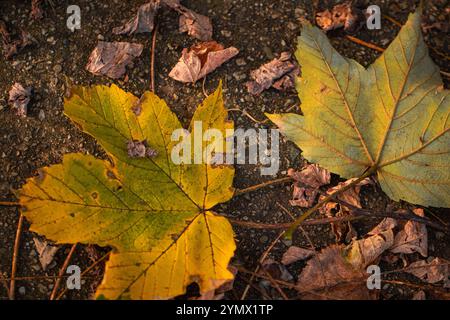 Une vue rapprochée des feuilles en automne, soulignant les motifs complexes et la pourriture organique Banque D'Images