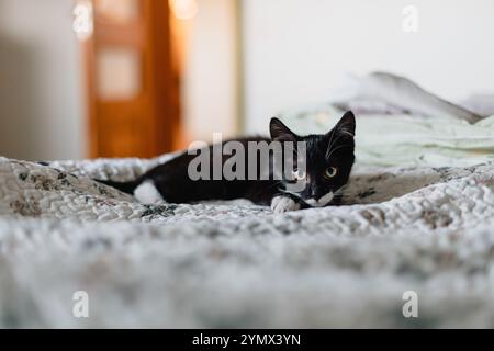 chaton noir avec un cou blanc est couché dans le lit sur une couverture blanche et regarde directement dans l'appareil photo. Banque D'Images