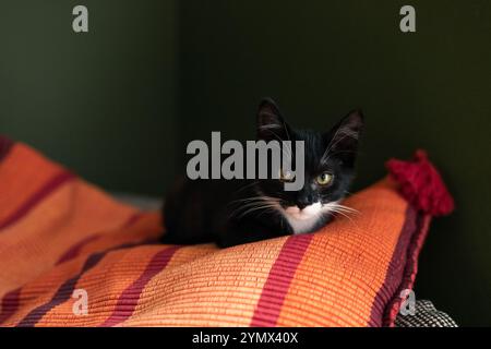 chaton noir avec un cou et ventre blancs dort sur un oreiller rouge sur un canapé près d'un mur vert foncé Banque D'Images