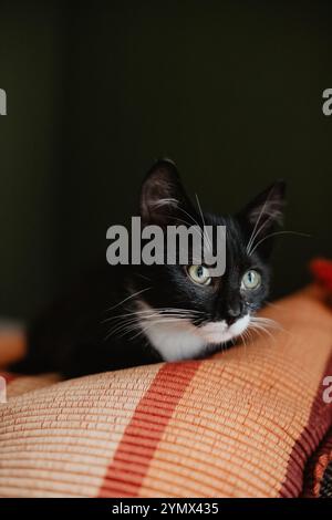 chaton noir avec un cou et ventre blancs dort sur un oreiller rouge sur un canapé près d'un mur vert foncé Banque D'Images