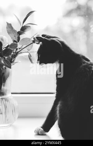 chaton noir avec un cou et un ventre blancs est assis près d'une fenêtre sur un rebord de fenêtre avec un vase en verre de roses, que le chat tient. Banque D'Images