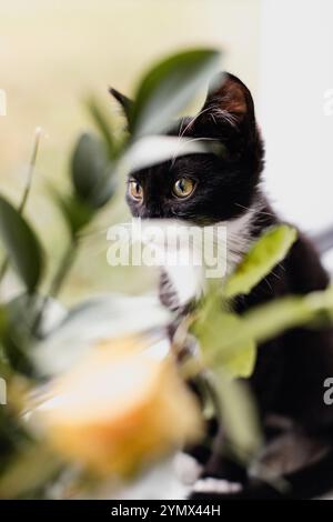 chaton noir avec un cou et un ventre blancs est assis sur un rebord de fenêtre près de la fenêtre à côté d'un vase de fleurs. Banque D'Images