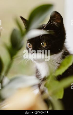 chaton noir avec un cou et un ventre blancs est assis sur un rebord de fenêtre près de la fenêtre à côté d'un vase de fleurs. Banque D'Images