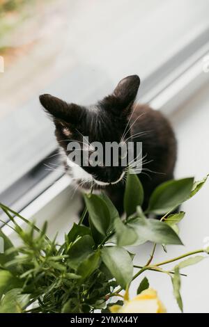 chaton noir avec un cou et un ventre blancs est assis sur un rebord de fenêtre près de la fenêtre à côté d'un vase de fleurs. Banque D'Images