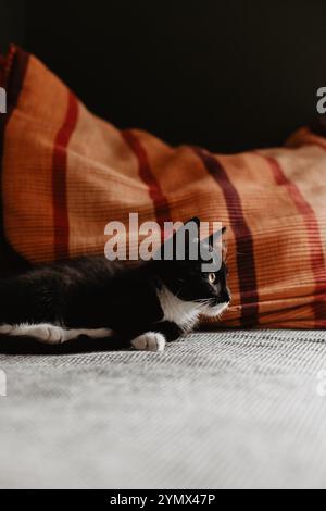 chaton noir avec un cou, des pattes et un ventre blancs est couché sur une couverture grise sur le canapé à côté d'un oreiller rouge. Banque D'Images