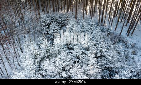 Bavière, Allemagne - 22 novembre 2024 : vue aérienne d'une forêt enneigée en hiver *** Luftaufnahme von einem Verschneiten Wald im Winter Banque D'Images