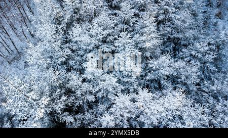 Bavière, Allemagne - 22 novembre 2024 : vue aérienne d'une forêt enneigée en hiver *** Luftaufnahme von einem Verschneiten Wald im Winter Banque D'Images