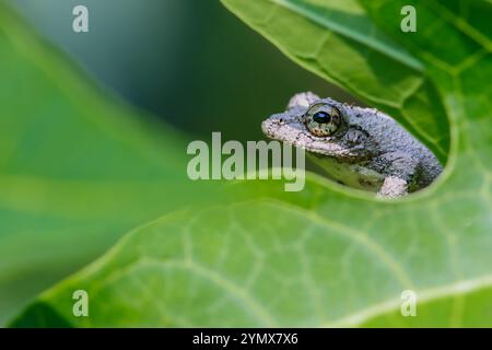 Gros plan d'une grenouille Meintein (Chirixalus idiotocus) perchée sur des feuilles vertes éclatantes. La peau grise tachetée de la grenouille contraste avec les couleurs vives Banque D'Images