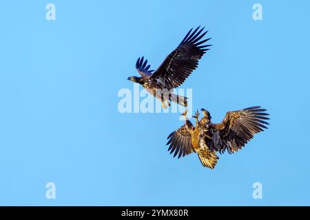 Deux aigles de mer à queue blanche (Haliaeetus albicilla) combattent en vol. Banque D'Images