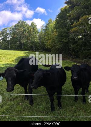 Trois vaches noires dans Green Pasture pendant l'été Banque D'Images