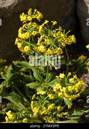 Primula edelbergii, Primulaceae. Afghanistan, Asie. Une primula rare trouvée seulement deux fois dans la nature, dans deux gorges de l'est de l'Afghanistan. Banque D'Images