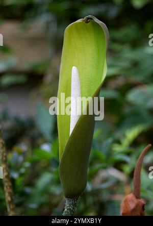 Anchomanes difformis, Araceae. Afrique tropicale. SYN. A. dubius, A. hookeri, A. obtusus, A. petiolatus, Amorphophallus difformis. Afrique. Banque D'Images