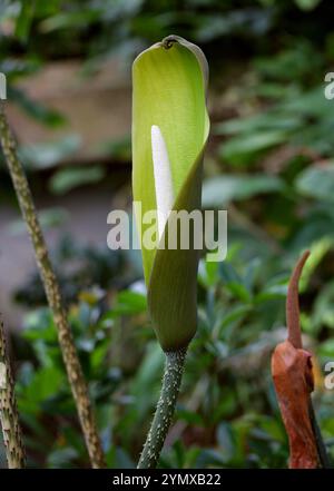 Anchomanes difformis, Araceae. Afrique tropicale. SYN. A. dubius, A. hookeri, A. obtusus, A. petiolatus, Amorphophallus difformis. Afrique. Banque D'Images