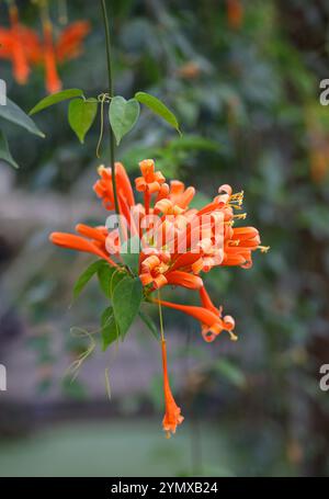 Vigne de flamme ou trompette orange, Pyrostegia venusta, Pyrostegia ignea, Bignoniaceae. Alias Golden Shower, Hua Pala Vine et Orange Trumpet Creeper. Banque D'Images