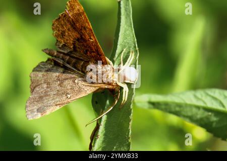 Une araignée de crabe blanche s'attaquant à un papillon brun sur une feuille verte. Le corps blanc de l'araignée contraste avec les ailes brunes du papillon de nuit. New Taipei City, Taiwan. Banque D'Images