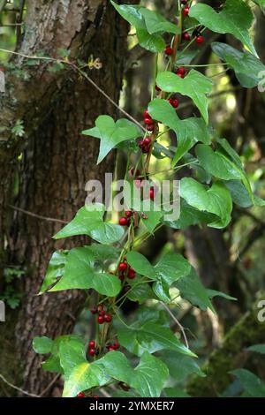 Bryony noir, Lady's-Seal ou Black Bindweed, Dioscorea communis (syn. Tamus communis), Dioscoreaceae. Banque D'Images