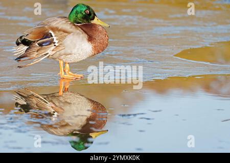 Canard colvert mâle debout sur le lac Frozen Cemetery sur Southampton Common Banque D'Images