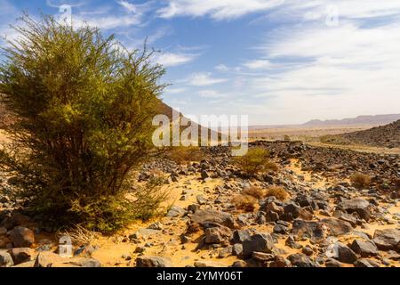 Paysage désertique du Sahadra avec des arbres d'acacia (Acacia tortilis raddiana ) hamada et montagnes anti-Atlas en arrière-plan. Morroco Banque D'Images