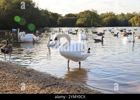 Hollow Pond, également connu sous le nom de Leyton Flats, fragment de la forêt d'Epping dans le nord de Leytonstone, ne Londres, Royaume-Uni Banque D'Images