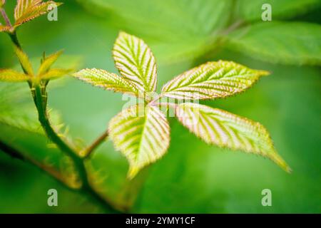 Bramble ou BlackBerry (rubus fruticosus), gros plan des feuilles de l'arbuste épineux toujours présent, isolé et tiré avec un manque de profondeur de champ. Banque D'Images