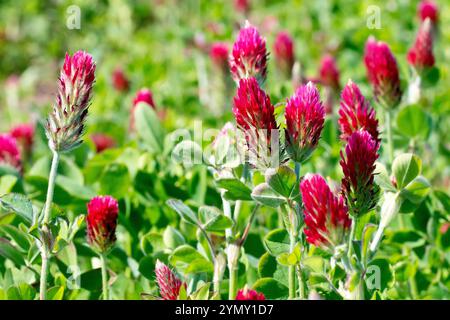 Trèfle cramoisi (trifolium incarnatum), gros plan des fleurs rouge vif de la plante généralement plantées dans les champs et les marges des champs comme fumier vert. Banque D'Images