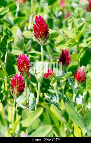 Trèfle cramoisi (trifolium incarnatum), gros plan des fleurs rouge vif de la plante généralement plantées dans les champs et les marges des champs comme fumier vert. Banque D'Images