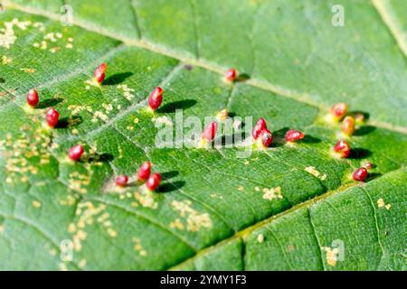 Gros plan de petites Galles rouges trouvées sur une feuille de Sycamore produite par un acarien de la galle des feuilles. Noms possibles aceria cephalonea ou aceria myriadeum Banque D'Images