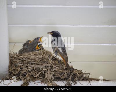 Un oiseau rouge adulte nourrit ses poussins à bouche ouverte dans un nid construit sur un mur de bois. La scène capture un moment tendre de parent-progéniture bo Banque D'Images