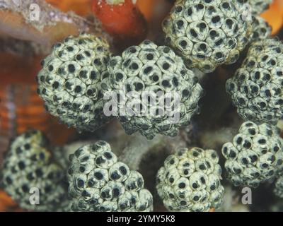 Gros plan de champignons (Nephtheis fascicularis) montrant leur structure géométrique complexe, site de plongée Twin Reef, Penyapangan, Bali, Indonésie Banque D'Images