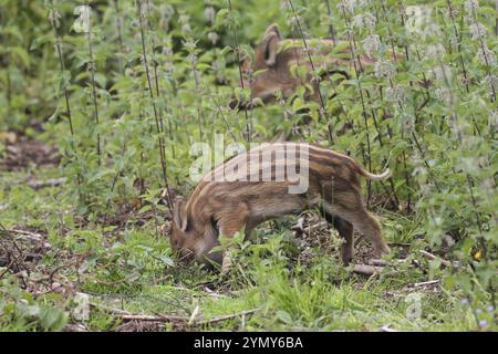 Sanglier (sus scrofa) recherche de sangliers frais dans les champs, Dalarna, Sud de la Suède, Europe Dalarna/Sud de la Suède, Suède, Europe Banque D'Images