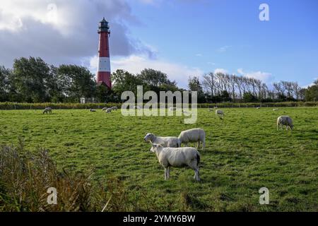 Mouton devant le phare de 1906, île de Pellworm, parc national de la mer des Wadden du Schleswig-Holstein, Frise du Nord, Allemagne, Europe Banque D'Images