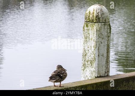 Débarcadère et un canard sur un canal Banque D'Images